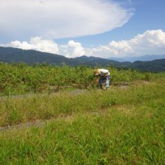 焼ける様な暑さの中でローズ畑の除草作業中
