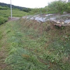 大急ぎで草刈り作業開始