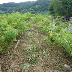 ローズ畑も除草作業が始まりました