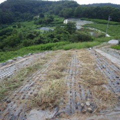 農場では炎天下の中、除草作業が続いています