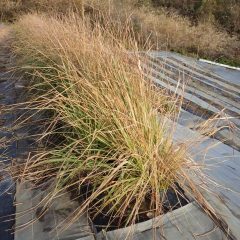 レモングラスも葉先から段々と枯れてきました