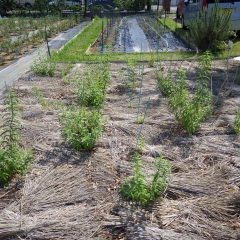 レモンバーベナも葉を沢山広げています