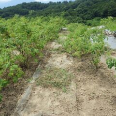 除草作業中のローズ畑はカラカラです