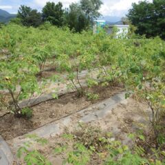 除草した草は直ぐに乾いてしまいます