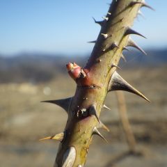 ほんの少し芽が動き出しました