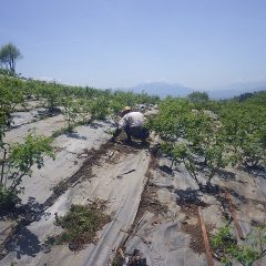 ローズ畑では炎天下で除草作業が始まっています