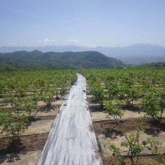今日も気温がグングン上がっている農場のローズ畑