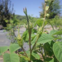 ローズの蕾は日毎に大きくなっています