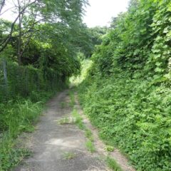 雑草が両側から押し寄せて来ています