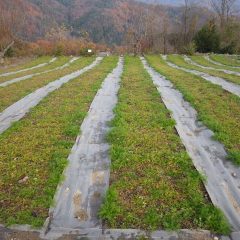 除草の終わったカモマイル・ジャーマン畑