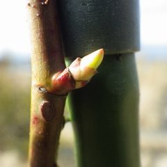 ローズの芽が伸びて若葉色になっています