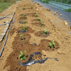 インド原産の植物で発芽は25℃以上が必要でようやく苗が届きました