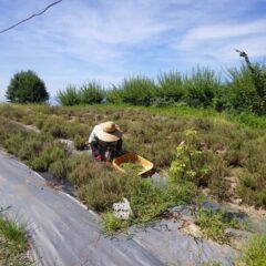 タイム・ブルガリス畑では除草作業中
