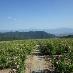 夏のような陽射しを浴びる満開のローズ畑