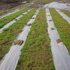 除草中のカモマイル・ジャーマン畑