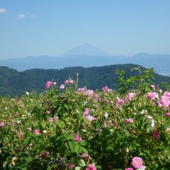 遠くに望む富士山頂の雪は随分少なくなっていました