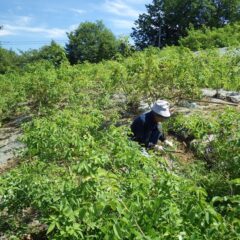 勿論ローズ畑でも除草作業中