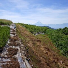 この暑さで刈り取った草はたちまち枯草になってしています