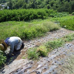 今日も今日とて除草作業の繰り返し