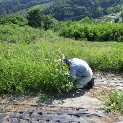 雑草に埋もれるようにして作業をしています