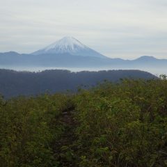 今日は昼過ぎに富士山がローズ畑に現れました