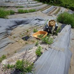 炎天下の中、レモンバーベナの除草作業