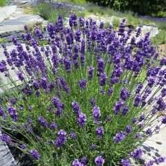 花が開き始めたノウシ（濃紫：早咲き3号）