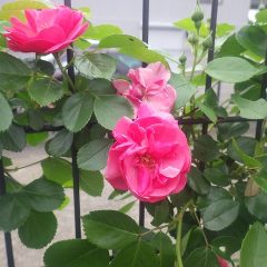 事務局前のつるバラ（アンジェラ）が咲き始めました