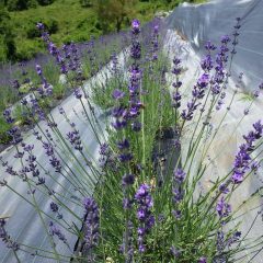 花穂を沢山出しています