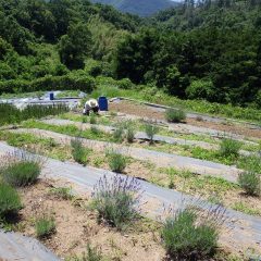 収獲の前にラベンダー畑の除草作業