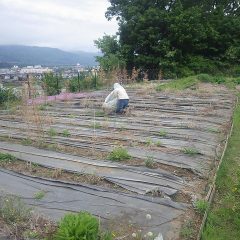 ティートゥリー畑では新芽が出始めたので急いで除草作業をしています