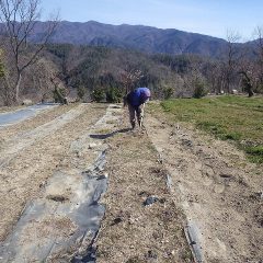 エキナセア畑の除草作業中です