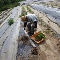 レモンバーベナの次はレモングラスの除草作業