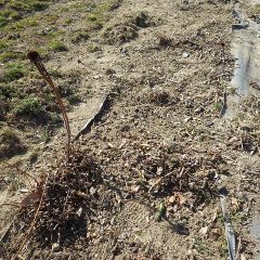 除草作業の終わったエキナセア