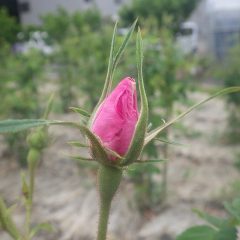 事務局前のローズは花弁を開くばかりになっています