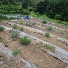 除草作業を終え収穫を待つばかりのラベンダー畑