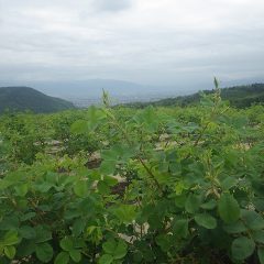 曇天のローズ畑は緑の葉でいっぱいです