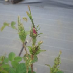 ローズの蕾からピンクの花弁が覗いているものもあります