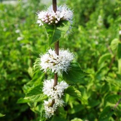 宝輪のように連なった花