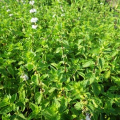 蕾が沢山出来て花穂が立ち上がり始めました