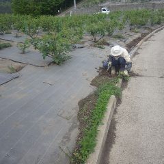 今日はこちらのローズ畑で除草作業中です