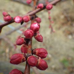 アプリコットの蕾は花弁が見えるほど膨らんでいます