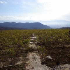 今朝は残念ながら農場から富士山は望めませんでした