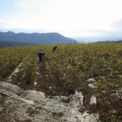 ローズ畑では剪定前の除草作業