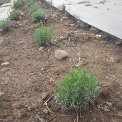 剪定したラベンダーから沢山の新芽が伸びています