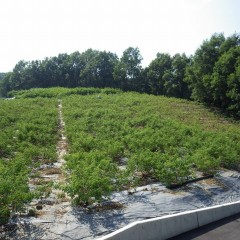 ローズ畑では梅雨の間に伸びてしまった雑草の除草作業です