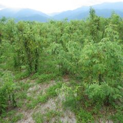 事務局前のローズ畑は再び雑草で覆われてしまいました