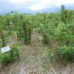 お盆休み前に草刈り作業