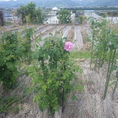事務局前のローズが咲きました