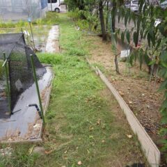 菜歩けるようになりました